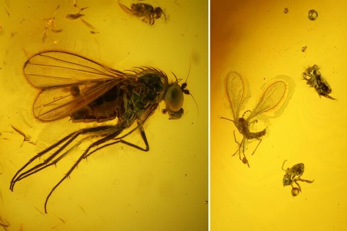 Fossil Fly, Scale Insect, Mite and Two Springtails in Baltic Amber #142193